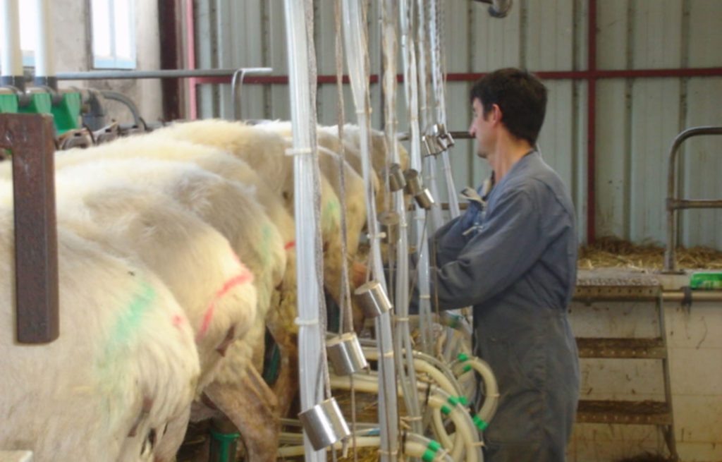 Formation Cs Conduite De Lélevage Ovin Loudéac