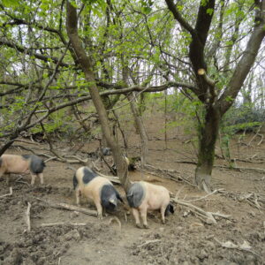 Agroforesterie porcs Kintoa plein air