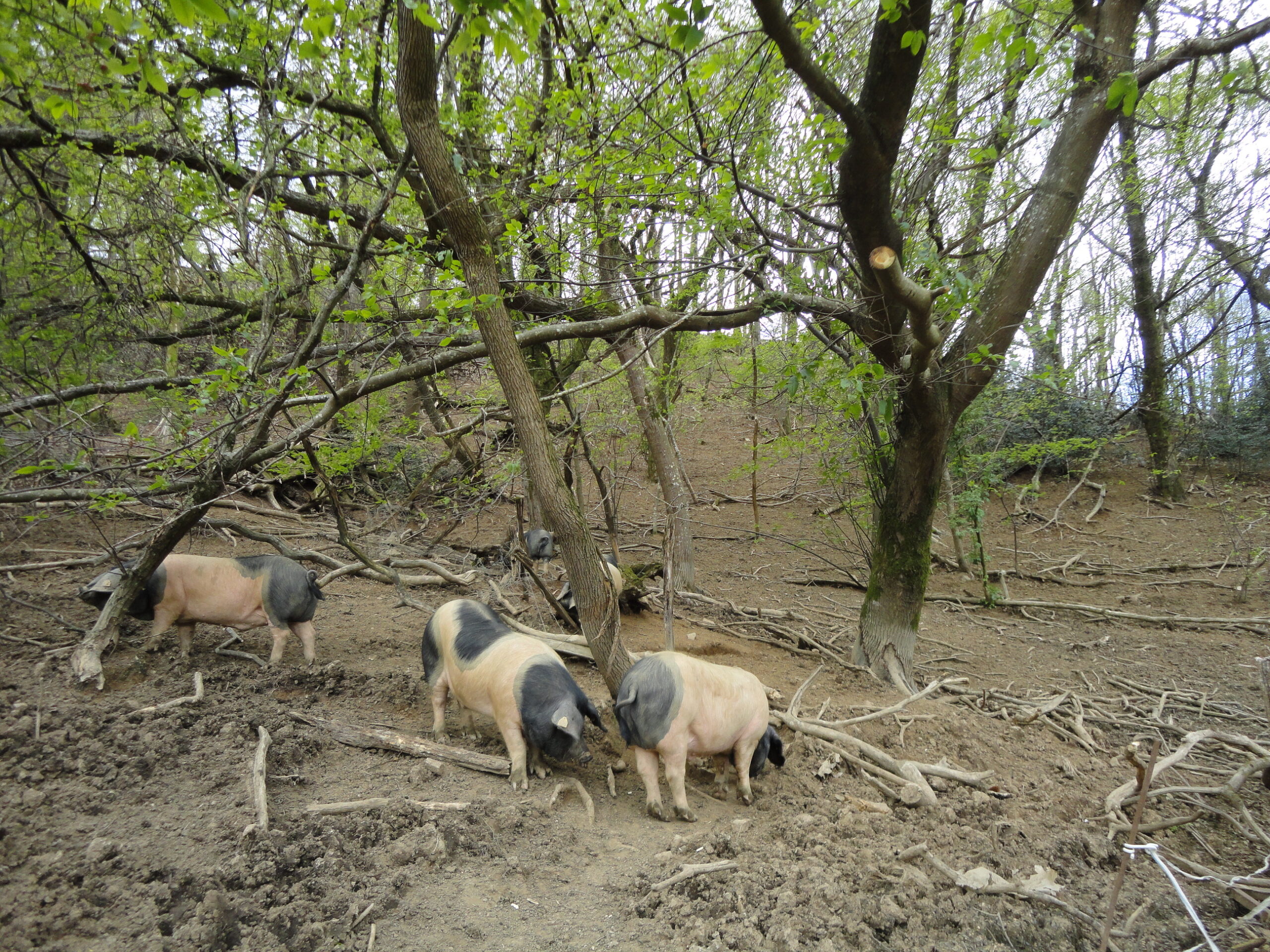 Agroforesterie porcs Kintoa plein air